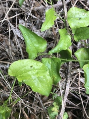 Smilax californica