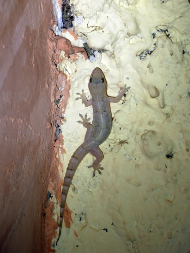 Tropical House Gecko
