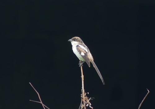 Northern Fiscal