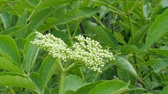 Sambucus canadensis