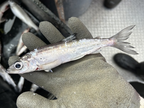 Kiyi (Coregonus kiyi) — Salmonidae — 5