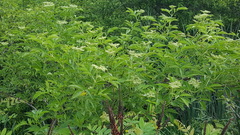 Sambucus canadensis