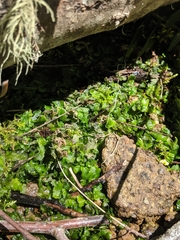 Pellia neesiana