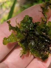Pellia neesiana