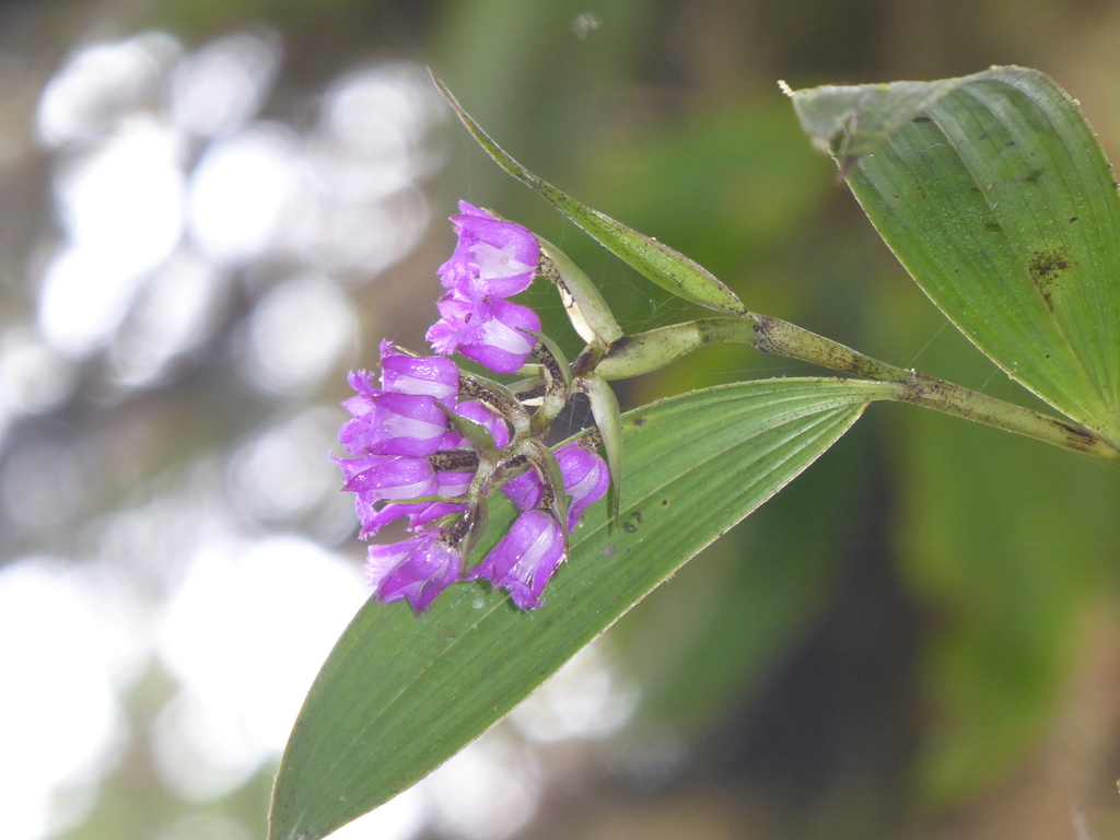 Elleanthus confusus