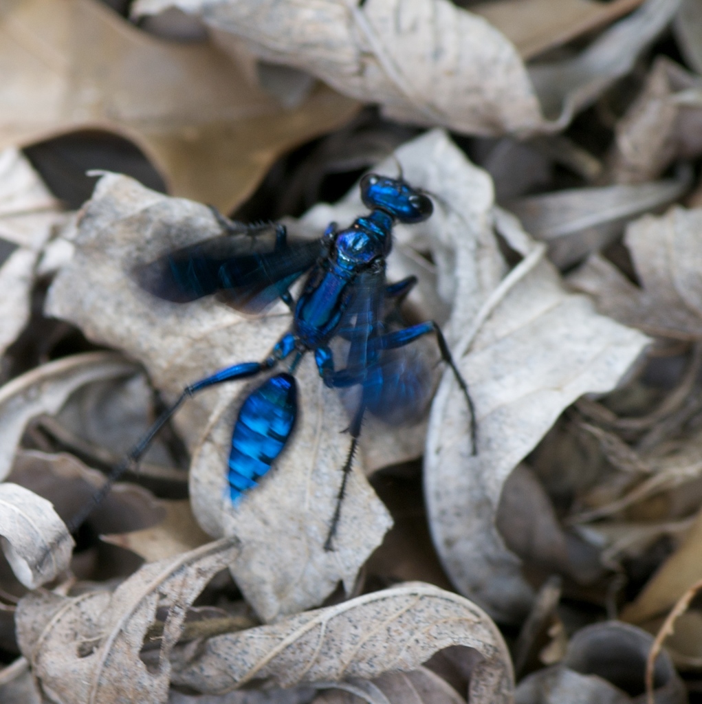 Maryland Biodiversity Project - Blue Mud Wasp (Chalybion californicum)