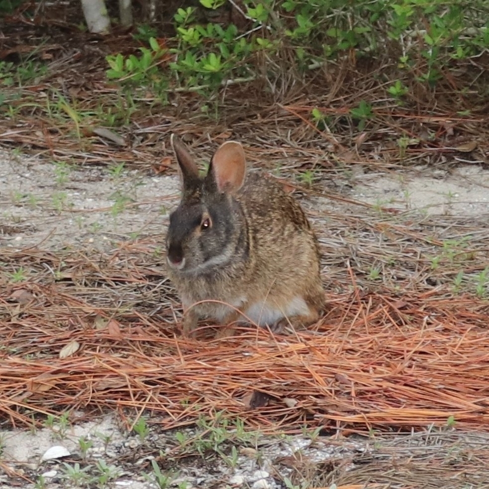 Florida Rabbit Marsh Rabbit from Johnson Beach National Seashore, Perdido Key, FL ...