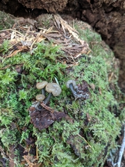 Cudonia grisea