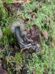 Cudonia grisea