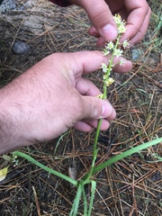 Toxicoscordion paniculatum
