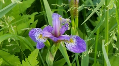 Iris versicolor