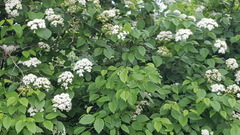 Viburnum