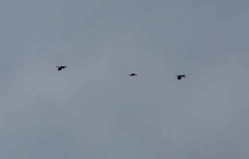 Black-casqued Hornbill