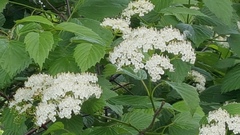 Viburnum