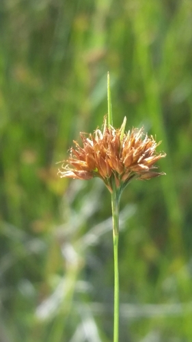 Image of Rhynchospora filifolia by (c) Jay Horn, some rights reserved (CC BY)