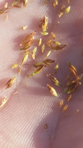 Image of Rhynchospora filifolia by (c) Jay Horn, some rights reserved (CC BY)