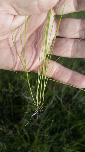 Image of Rhynchospora filifolia by (c) Jay Horn, some rights reserved (CC BY)