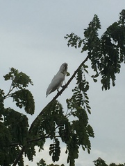 Cacatua goffiniana