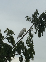 Cacatua goffiniana