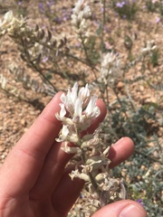 Astragalus sepultipes