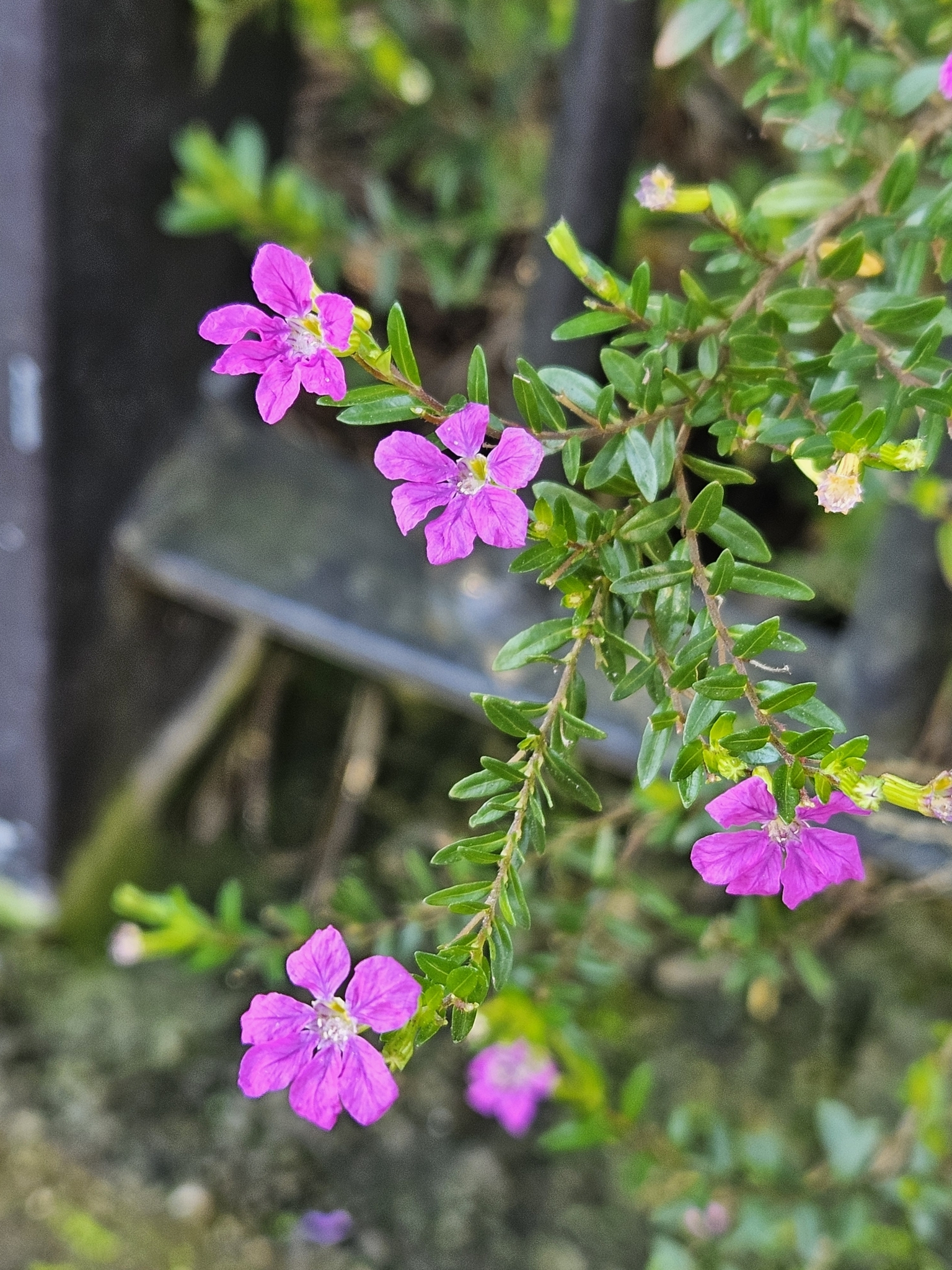 Cuphea hyssopifolia