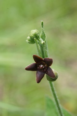 Matelea cynanchoides