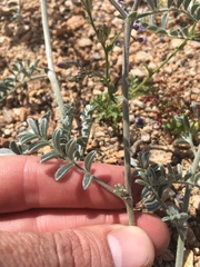 Astragalus sepultipes