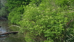 Sambucus canadensis