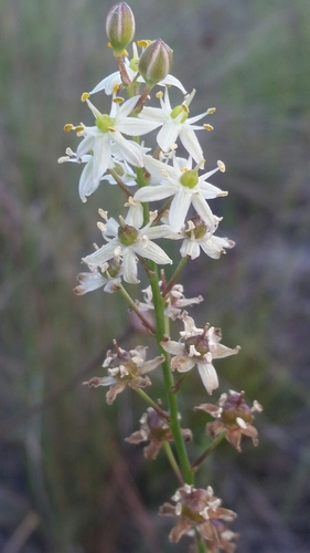 Image of Schoenolirion albiflorum by (c) Jay Horn, some rights reserved (CC BY)