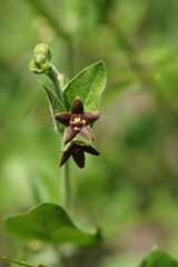 Matelea cynanchoides