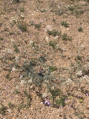 Astragalus sepultipes
