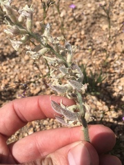 Astragalus sepultipes