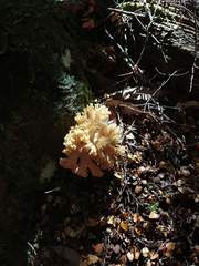 Ramaria flava