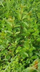 Cephalanthus occidentalis