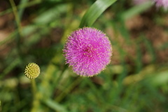 Mimosa hystricina