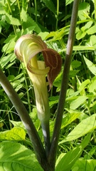 Arisaema triphyllum
