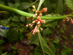 Hoffmannia verticillata