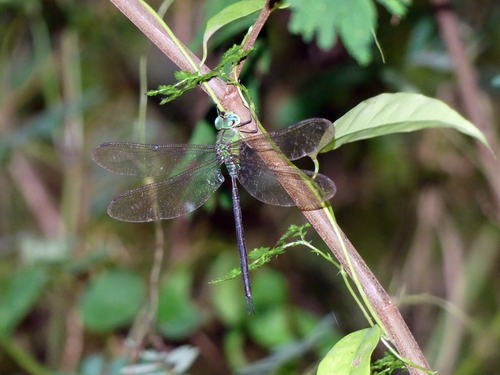 Black-kneed Duskhawker