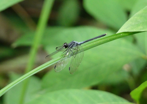 Dash-winged Piedface