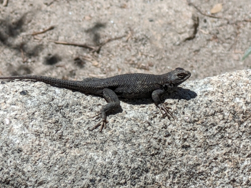 iNaturalist observation photo of Western Fence Lizard