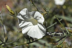 Calystegia stebbinsii