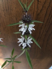 Monarda clinopodioides