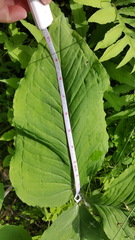 Arisaema triphyllum