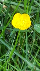Ranunculus