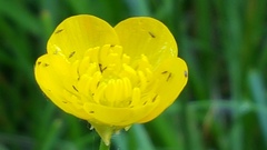 Ranunculus