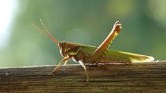 Coryacris angustipennis