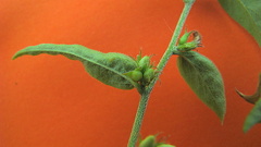 Evolvulus latifolius