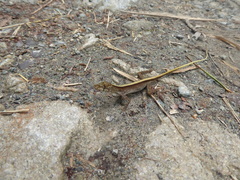Anolis maculiventris