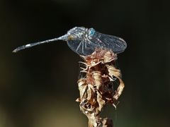 Micrathyria longifasciata