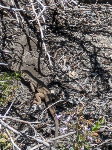 iNaturalist observation photo of Western Whiptail